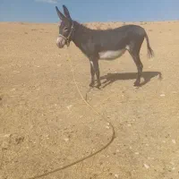 خر یک سال نیم به فروش میرسد