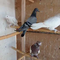 کبوتر سینه ای رواعب پلاکی دم سفید|پرنده|قم, سرحوض|دیوار