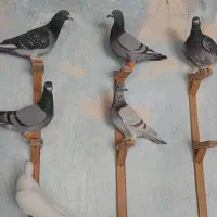 سبز آلمانی|پرنده|مشهد, امیر آباد|دیوار