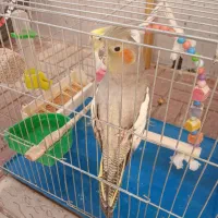 عروس هلندی