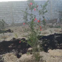 باغ
