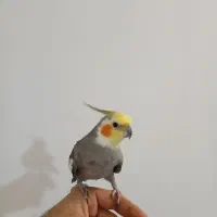 عروس هلندی فوق العاده دستی و سخنگو.