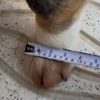 سگ قفقازی|سگ|کوهسار (البرز), |دیوار