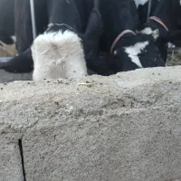۲راس گوساله نر