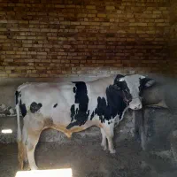 گوساله نر درجه یک|حیوانات مزرعه|سردرود, |دیوار