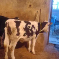 فروش ۳ راس گوساله ماده