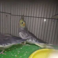 دو تا عروس هلندی ۵۰۰ هزار