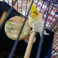 یک جفت عروس هلندی