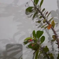 گل مرجان زیبا.|گل و گیاه طبیعی|زبرخان, |دیوار