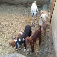 بزوکره|حیوانات مزرعه|بم, |دیوار