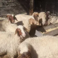باسلام چند تا گوسفند  جوان  داشتی به فروش میرسد|حیوانات مزرعه|زرین آباد, |دیوار