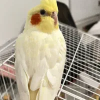 عروس هلندی گمشده