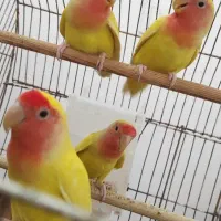 طوطی کوتوله برزیلی (( هلویی رنگ))