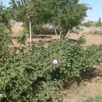 باغ فروشی در فخر آباد تقاب (چاه دوستی ها)|فروش دفتر صنعتی، کشاورزی، تجاری|خوسف, |دیوار