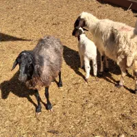 میش آبستن بره دار|حیوانات مزرعه|خمینی‌شهر, |دیوار