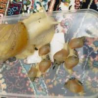 حلزون|خزنده|تهران, فلاح|دیوار