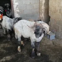 فروش قوچ