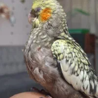 عروس هلندی