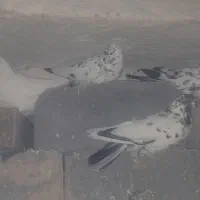 کبوتر مسابقه ای