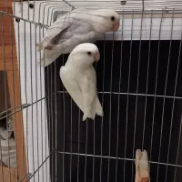 طوطی برزیلی