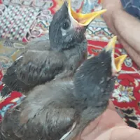 جوجه مینا تهرانی و افغانی|پرنده|رباط‌کریم, |دیوار