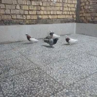 کفتر کبوتر|پرنده|شیراز, کیان آباد|دیوار