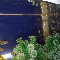 ماهی آکواریم|ماهی|محمدیه-قزوین, |دیوار