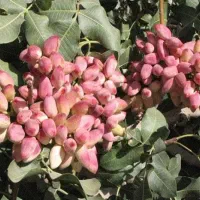زمین-باغی-الحاق-به-بافت