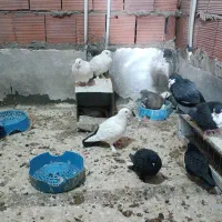 نیازمند کارگر