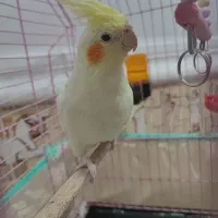 جوجه عروس هلندی