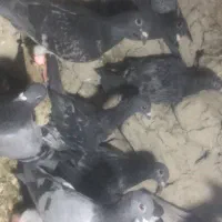 کبوتر نر