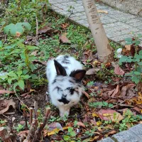 خرگوش لوپ|موش و خرگوش|گرگان, |دیوار