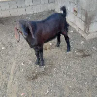 بزغاله نر صلاصه|حیوانات مزرعه|بیستون, |دیوار