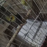 یک جفت عروس