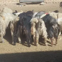 کهره چاق میش چاق بز چاق بره|حیوانات مزرعه|مرودشت, علیآباد|دیوار