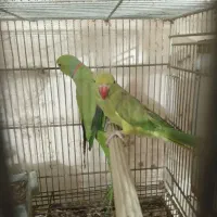 طوطی ملنگو عروس هلندی