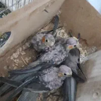 عروس هلندی|پرنده|اردکان, |دیوار