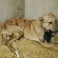 سگ ماده تقریبا 1ساله