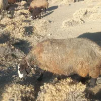 دو عدد میش روزگاری|حیوانات مزرعه|داران, |دیوار