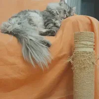 واگذاری گربه ی نر ۶ کیلوئی