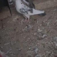 کفتر|پرنده|اردکان, |دیوار