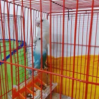 طوطی کوتوله برزیلی