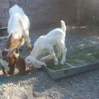 بزپاکستانی کهره نرگلابی فروشی