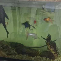 آکواریوم با بخاری تسویه وماهی|ماهی|مشهد, خواجه ربیع|دیوار