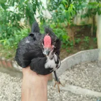 نیمچه خروس گلین مشکی