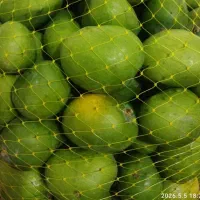 انبه اعلا رودان