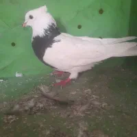 طوقی سیاه کاکلی|پرنده|هشتگرد, شهرک وحدت|دیوار