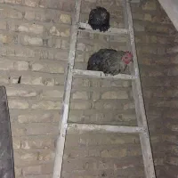 فروشمرغوخروس|حیوانات مزرعه|برخوار, |دیوار