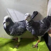 پلنگ سبز خوشگل|پرنده|عطاملک, |دیوار