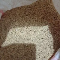 شلتوک بذری ضیغمی